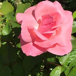 Meet your Posher, Cristina